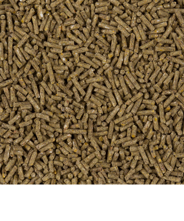 ⁦שרקנים פרימיום - כופתיות עם ויטמין C נוסף GuiniX Elite Extra Vitamin C Pellet⁩ – תמונה ⁦2⁩