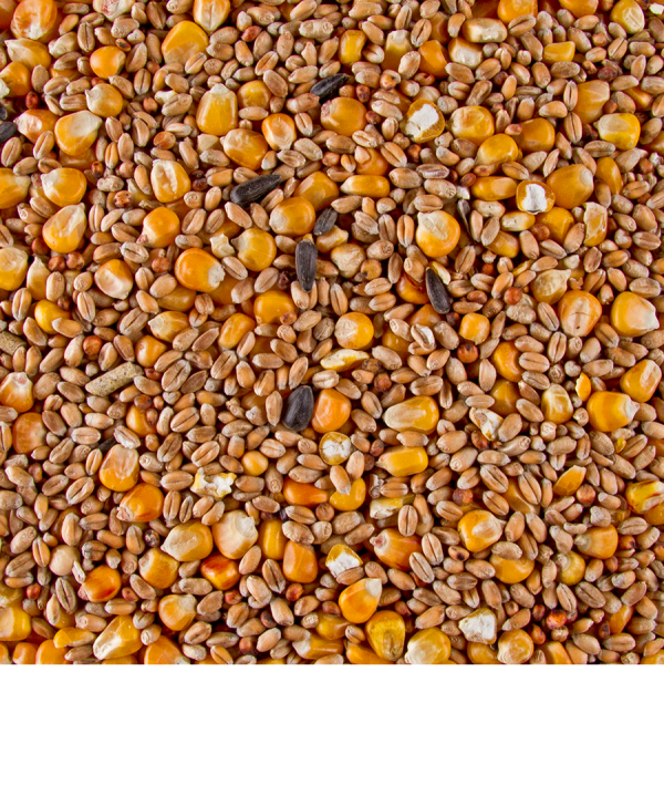 ⁦תערובת גרעינים לתרנגולות דלי נייצ'ר ChiX Grain Mix⁩ – תמונה ⁦2⁩