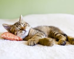 Small Kitty With Red Pillow