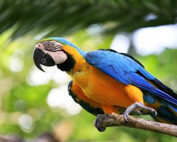 Parrot on a branch. Park of birds. Bali. Indonesia