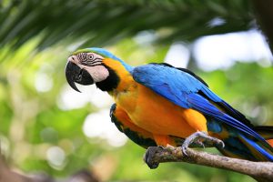 Parrot on a branch. Park of birds. Bali. Indonesia
