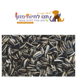 חמניה אתר