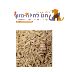 שיבולת שועל קלופה